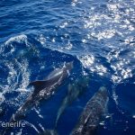 MaxiCat Ecological Catamaran – Whale & Dolphin watching excursion in Tenerife