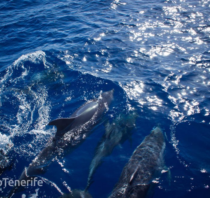 MaxiCat Ecological Catamaran – Whale & Dolphin watching excursion in Tenerife