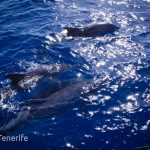 MaxiCat Ecological Catamaran – Whale & Dolphin watching excursion in Tenerife