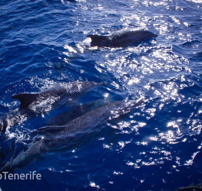 MaxiCat Ecological Catamaran – Whale & Dolphin watching excursion in Tenerife