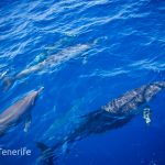 MaxiCat Ecological Catamaran – Whale & Dolphin watching excursion in Tenerife