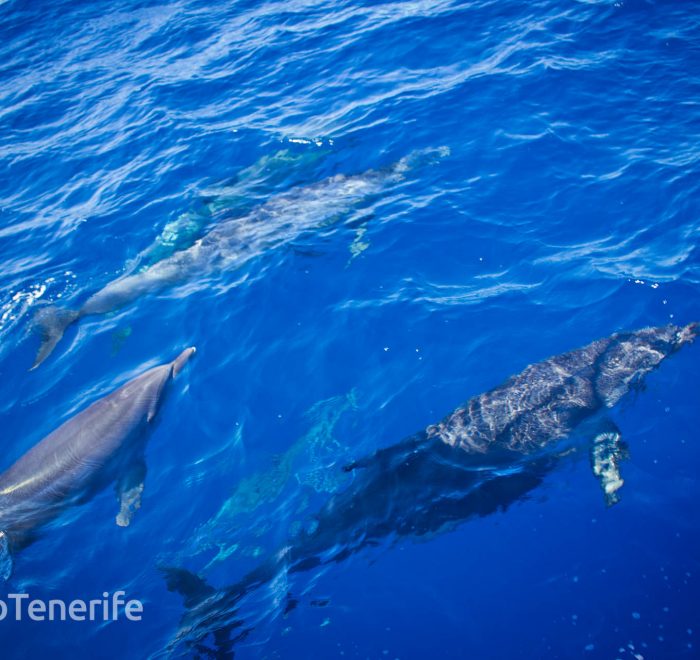 MaxiCat Ecological Catamaran – Whale & Dolphin watching excursion in Tenerife