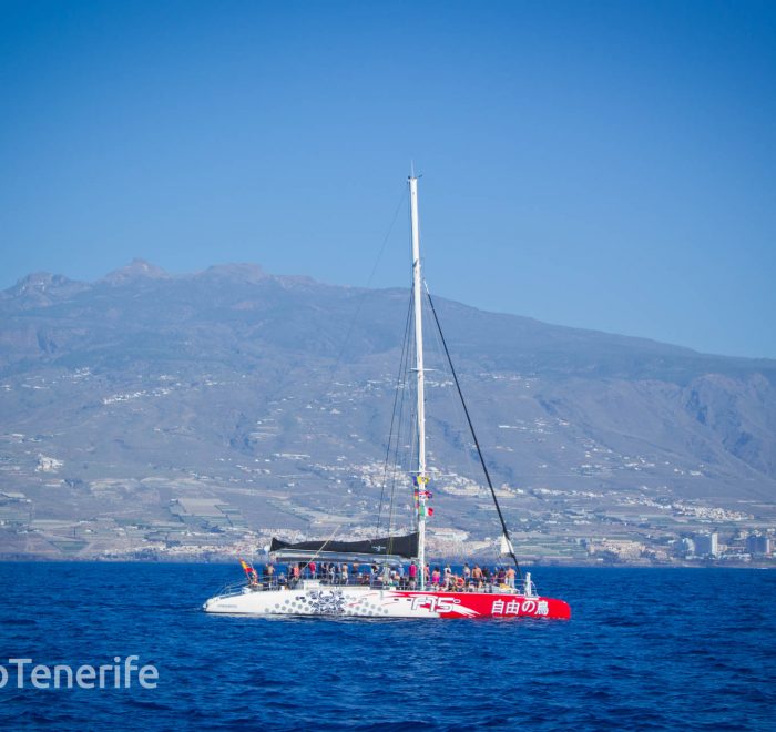 MaxiCat Ecological Catamaran – Whale & Dolphin watching excursion in Tenerife