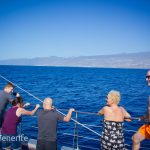 MaxiCat Ecological Catamaran – Whale & Dolphin watching excursion in Tenerife