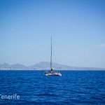 MaxiCat Ecological Catamaran – Whale & Dolphin watching excursion in Tenerife