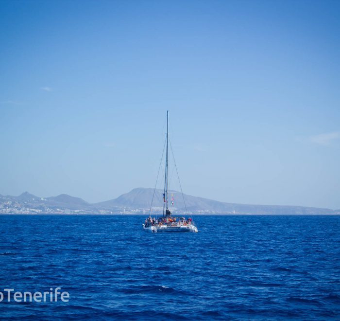 MaxiCat Ecological Catamaran – Whale & Dolphin watching excursion in Tenerife