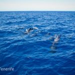 MaxiCat Ecological Catamaran – Whale & Dolphin watching excursion in Tenerife