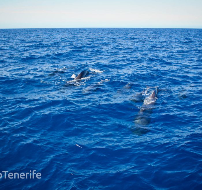 MaxiCat Ecological Catamaran – Whale & Dolphin watching excursion in Tenerife