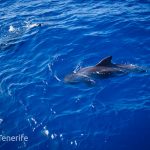 MaxiCat Ecological Catamaran – Whale & Dolphin watching excursion in Tenerife