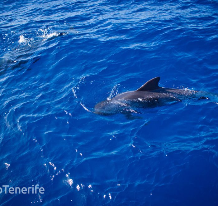 MaxiCat Ecological Catamaran – Whale & Dolphin watching excursion in Tenerife