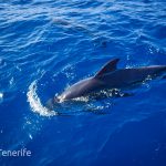 MaxiCat Ecological Catamaran – Whale & Dolphin watching excursion in Tenerife