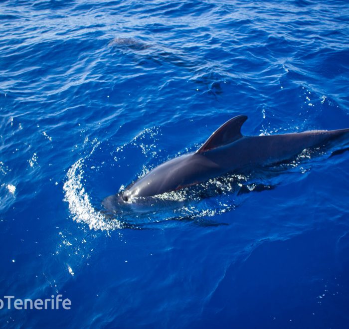 MaxiCat Ecological Catamaran – Whale & Dolphin watching excursion in Tenerife