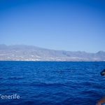 MaxiCat Ecological Catamaran – Whale & Dolphin watching excursion in Tenerife