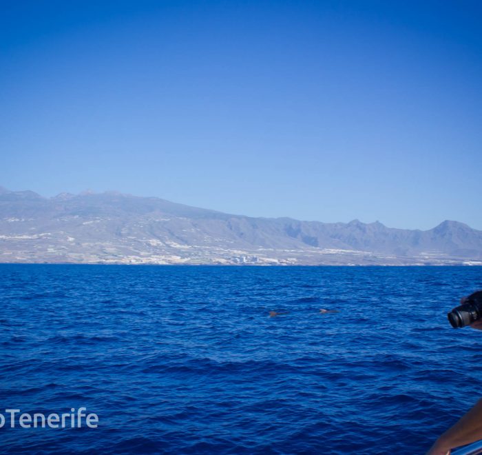 MaxiCat Ecological Catamaran – Whale & Dolphin watching excursion in Tenerife