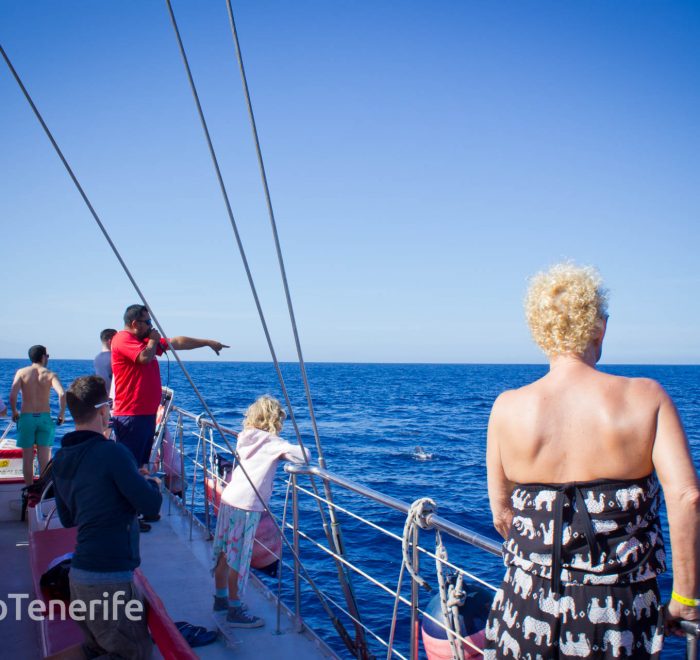 MaxiCat Ecological Catamaran – Whale & Dolphin watching excursion in Tenerife