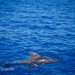 MaxiCat Ecological Catamaran – Whale & Dolphin watching excursion in Tenerife