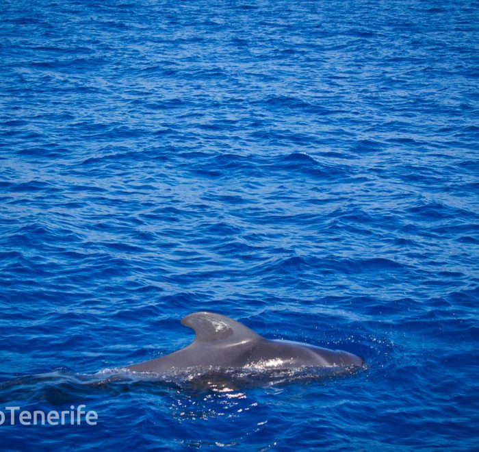 MaxiCat Ecological Catamaran – Whale & Dolphin watching excursion in Tenerife