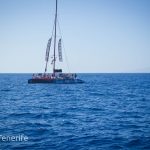 MaxiCat Ecological Catamaran – Whale & Dolphin watching excursion in Tenerife