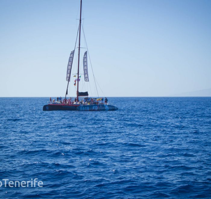 MaxiCat Ecological Catamaran – Whale & Dolphin watching excursion in Tenerife