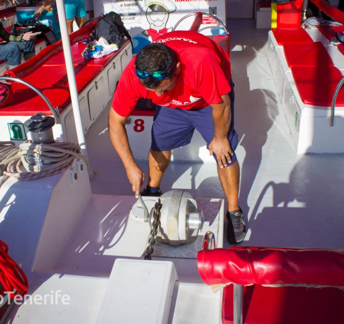 MaxiCat Ecological Catamaran – Whale & Dolphin watching excursion in Tenerife