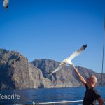 MaxiCat Ecological Catamaran – Whale & Dolphin watching excursion in Tenerife