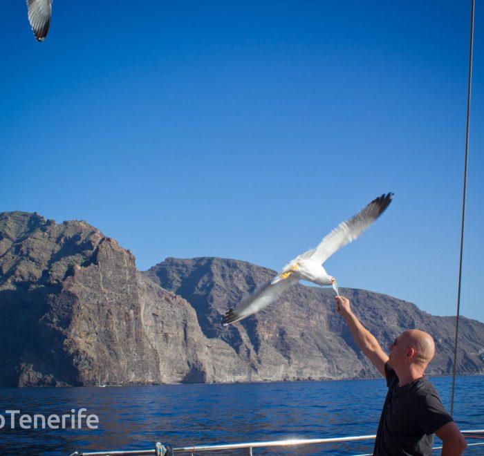 MaxiCat Ecological Catamaran – Whale & Dolphin watching excursion in Tenerife