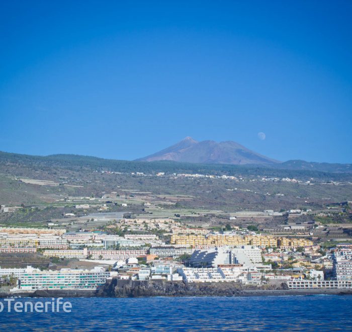 MaxiCat Ecological Catamaran – Whale & Dolphin watching excursion in Tenerife