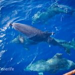 MaxiCat Ecological Catamaran – Whale & Dolphin watching excursion in Tenerife