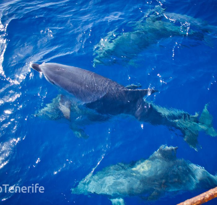 MaxiCat Ecological Catamaran – Whale & Dolphin watching excursion in Tenerife