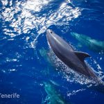 MaxiCat Ecological Catamaran – Whale & Dolphin watching excursion in Tenerife