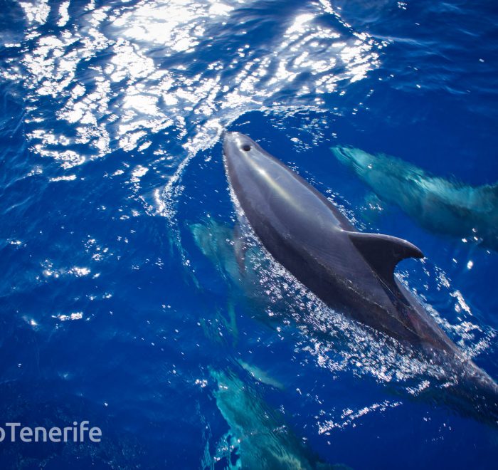 MaxiCat Ecological Catamaran – Whale & Dolphin watching excursion in Tenerife