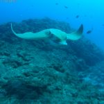 Kayaking and Snorkeling GranAzul Tenerife