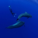 OKEANOS - Diving in Tenerife