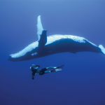 OKEANOS - Diving in Tenerife