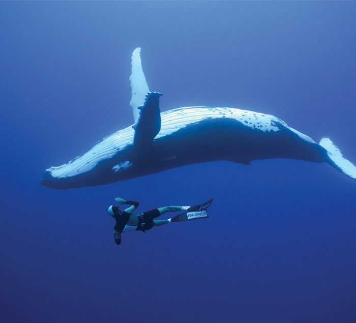 OKEANOS - Diving in Tenerife