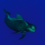 OKEANOS - Diving in Tenerife