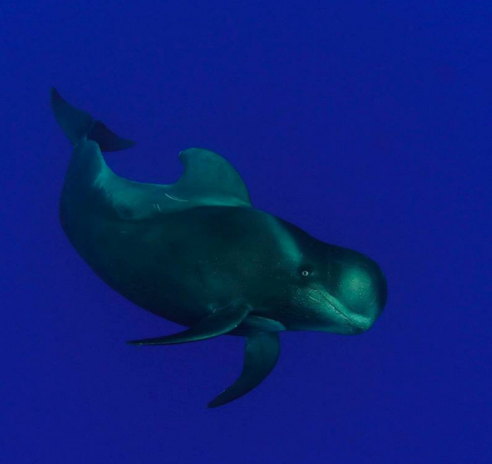 OKEANOS - Diving in Tenerife