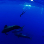 OKEANOS - Diving in Tenerife