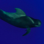 OKEANOS - Diving in Tenerife