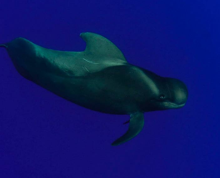 OKEANOS - Diving in Tenerife