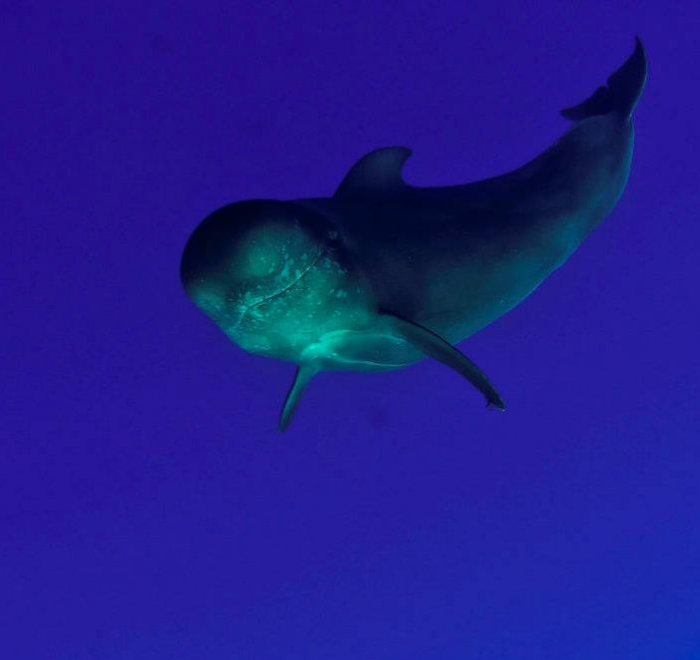 OKEANOS - Diving in Tenerife