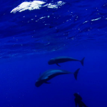 OKEANOS - Diving in Tenerife