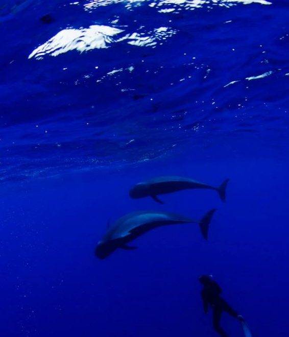 OKEANOS - Diving in Tenerife