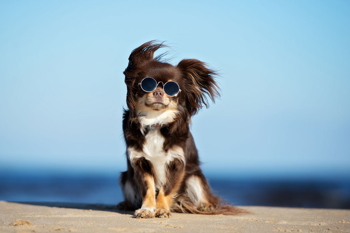 Best dog-friendly beaches on Tenerife Island